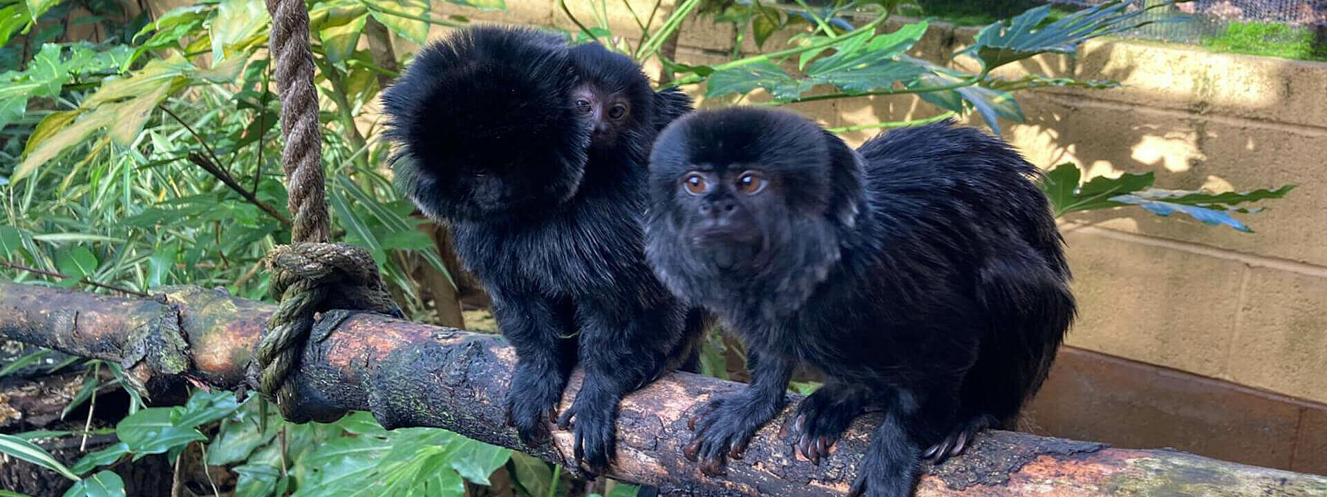 Goeldi’s Monkey