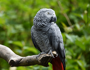 African Grey Parrot