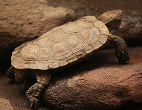 African Pancake Tortoise