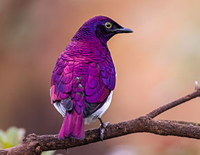 Amethyst Starling