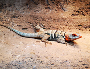 Baja Blue Rock Lizard