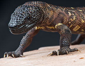 Beaded Lizard