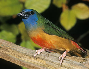 Blue-Faced Parrot Finch