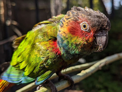 Blue-Throated Conure