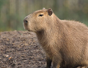 Capybara