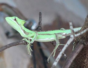 Casque-headed Iguana