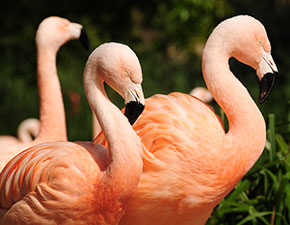 Chilean Flamingo