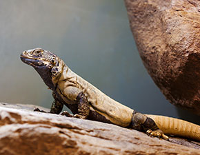 Chuckwalla