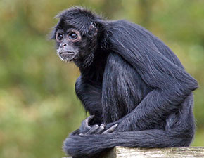 Colombian Spider Monkey