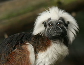 Cotton Top Tamarin