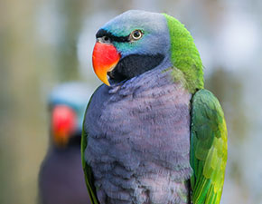 Derbyan Parakeet