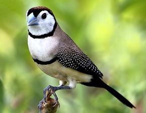 Double-barred Finch