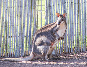 Dusky Pademelon