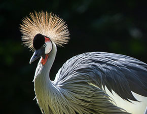 East African Crowned Crane