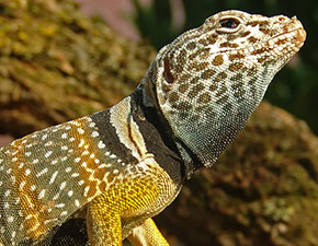 Eastern Collared Lizard