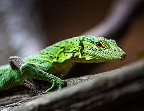 Emerald Tree Monitor