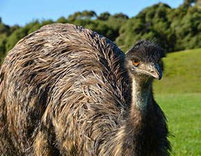 Emu