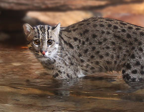 Fishing Cat