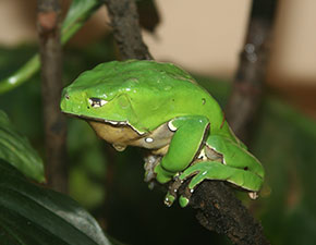 Giant Waxy Monkey Frog