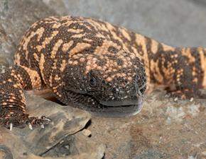 Gila Monster