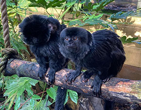 Goeldi’s Monkey