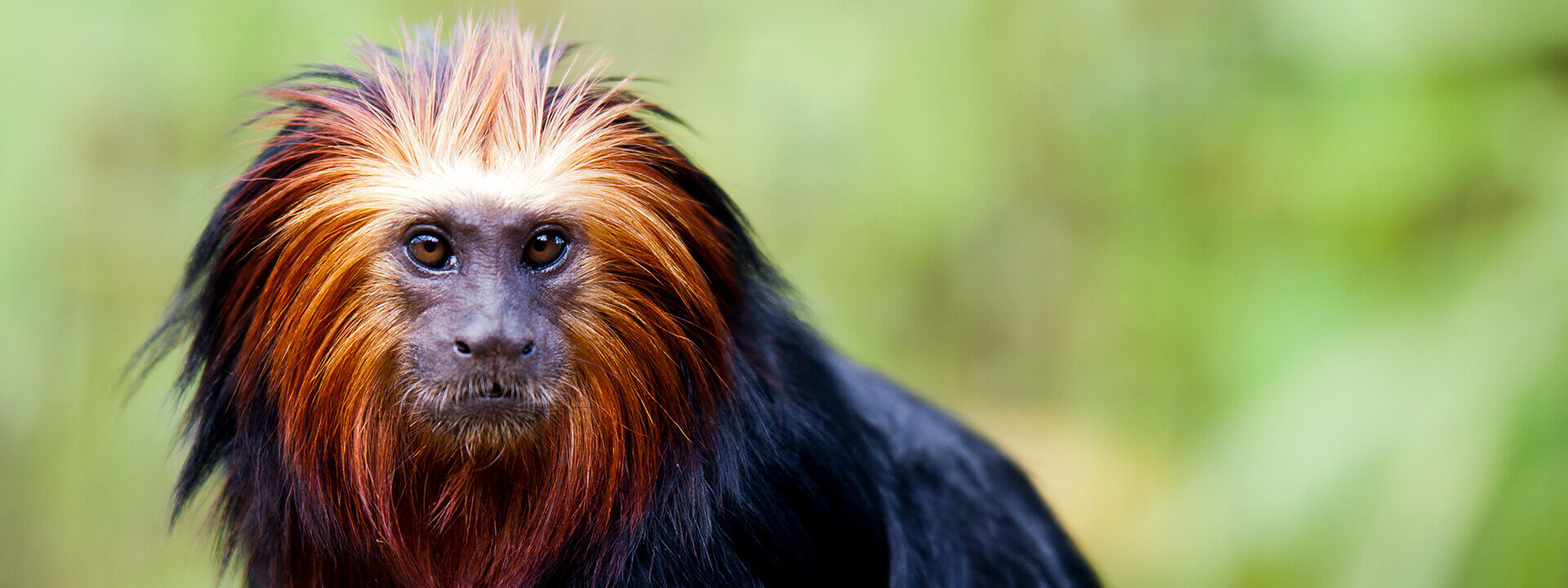 Drayton Manor | Golden Lion Tamarin Drayton Manor | Golden Lion Tamarin