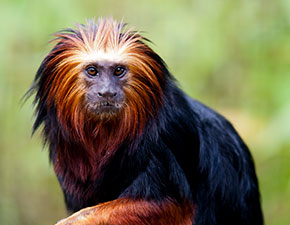 Golden Lion Tamarin