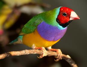 Gouldian Finch