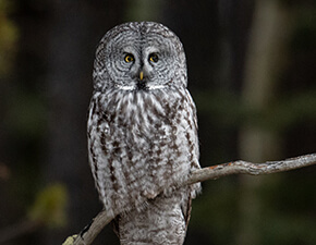 Great Grey Owl