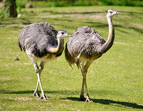 Greater Rhea