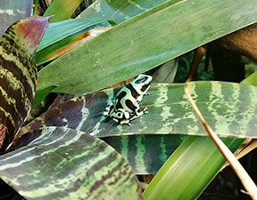 Green and Black Poison Dart Frog