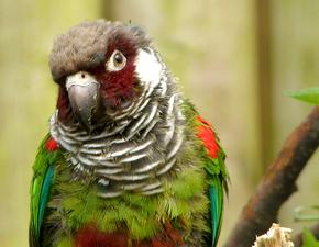 Grey Breasted Parakeet