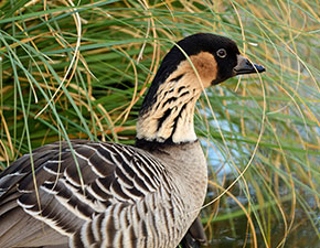 Hawaiian Goose