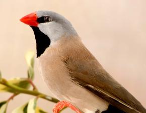 Heck's Finch