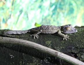 Henkel’s Leaf-tailed Gecko
