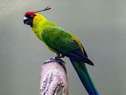 Horned Parakeet