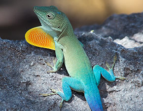 Jamaican Anole