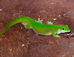 Koch's Giant Day Gecko