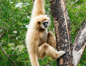 Lar Gibbon