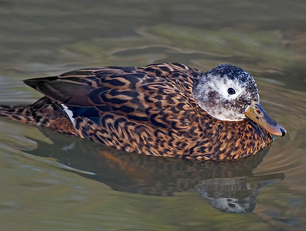 Laysan Teal