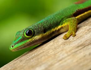 Lined Day Gecko