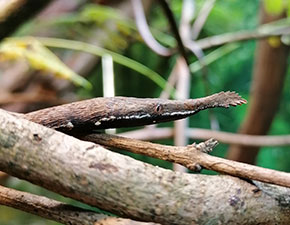 Madagascan Leaf Nosed Snake