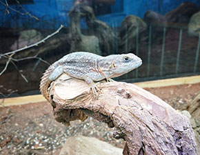 Madagascan Spiny Tailed Iguana