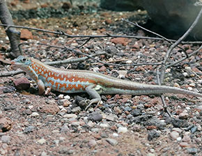 Madagascar Plated Lizard