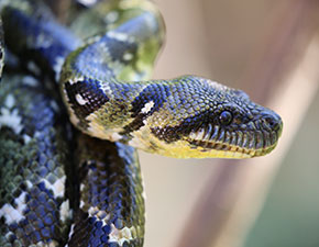 Madagascar Tree Boa