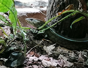 Malagasy Giant Water Skink