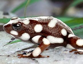 Maranon Poison Frog