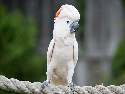 Moluccan Cockatoo