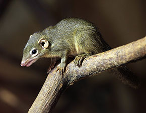 Northern Tree Shrew