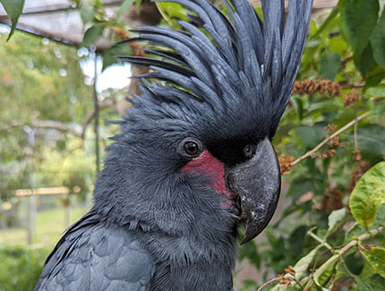 Palm Cockatoo